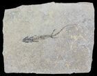 Permian Branchiosaur (Amphibian) Fossil - Germany #63582-1